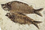 Plate of Two Fossil Fish (Knightia) - Wyoming #295635-1